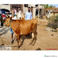 cow_side project thumbnail