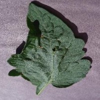 Detect leaf diseases project thumbnail