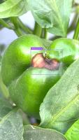 Capsicum_Fruit_rot project thumbnail