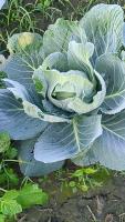 CABBAGE project thumbnail