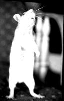yolov12 project thumbnail