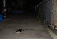 Animals_detection project thumbnail