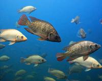 Tilapia fish detection project thumbnail