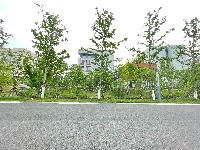 tree project thumbnail