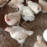 ChiCken0323 project thumbnail