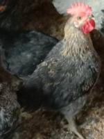 CCChiCken project thumbnail