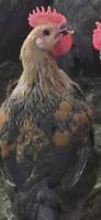 ChiCken project thumbnail