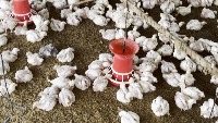 chick project thumbnail