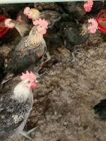 Find chickens project thumbnail