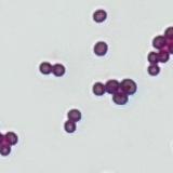 bacteria project thumbnail
