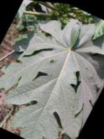 Papaya Leaf Disease Detection project thumbnail