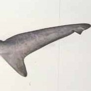 shark carcass project thumbnail