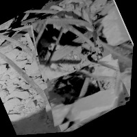 Dataset Image