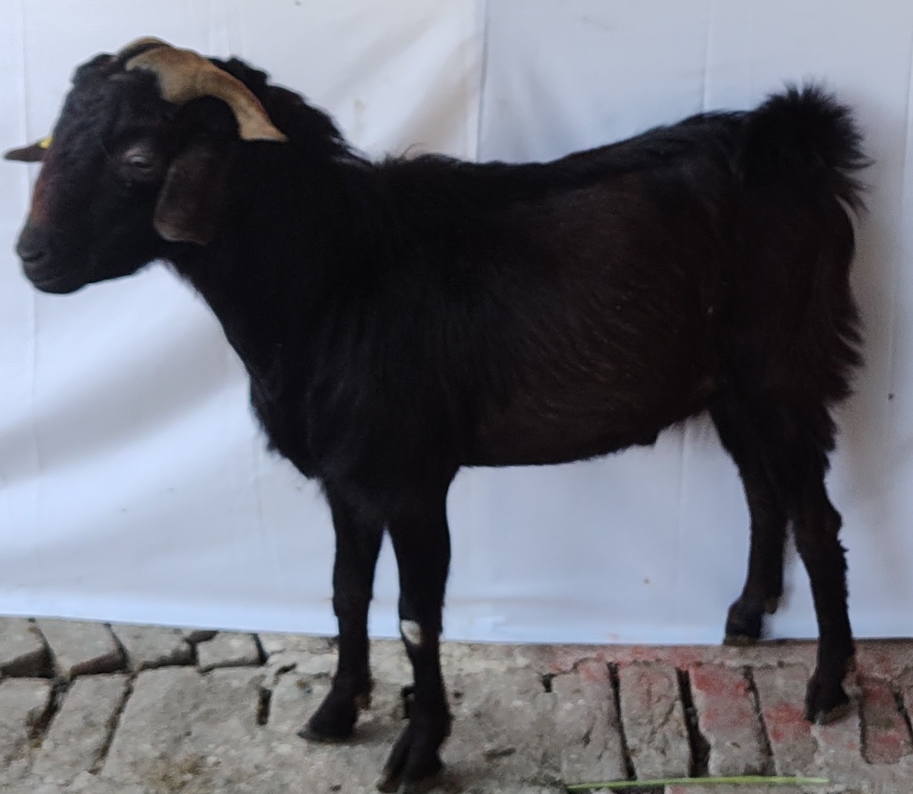 goat polygon Instance Segmentation Dataset by goat weight