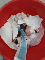 Garbage Detection project thumbnail