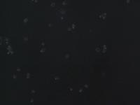 Find L929s 3 project thumbnail