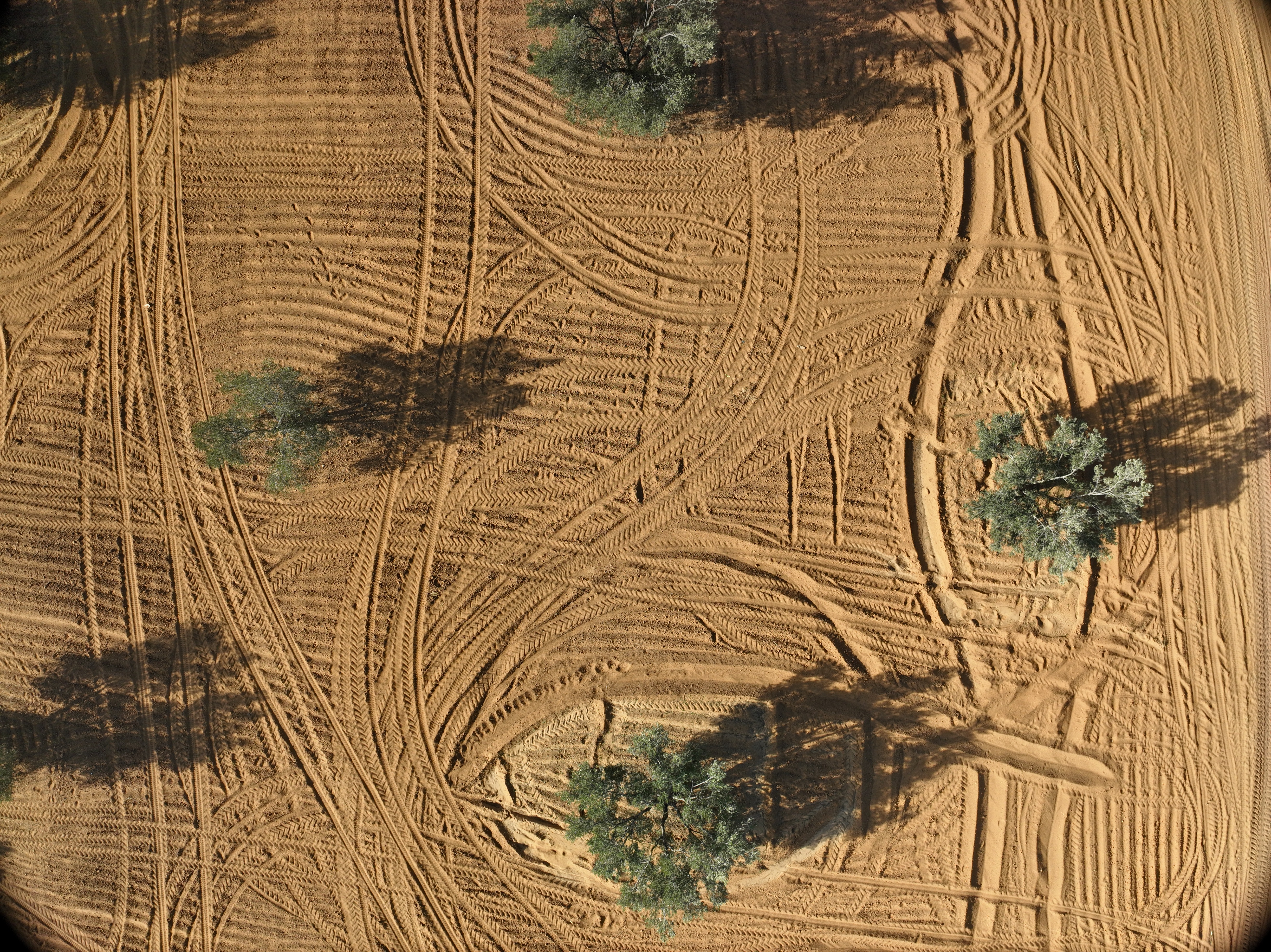 detection Object Detection Dataset and Pre-Trained Model by olive disease