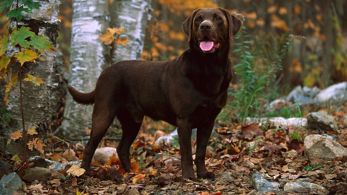 Dog Detection Object Detection Dataset by KIT315