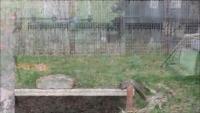 animal detection project thumbnail