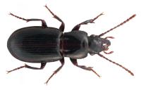 carabids_genus_v3 project thumbnail