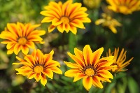 gazania project thumbnail