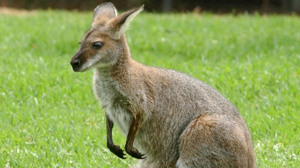 kangaroo dataset - Roboflow Universe