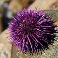 URCHINS Localize project thumbnail