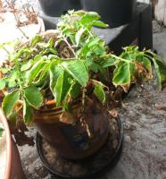 Plant detection project thumbnail