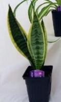 Plant detection model project thumbnail