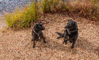Dogs project thumbnail