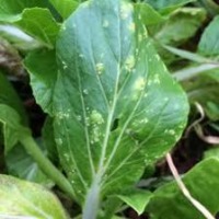Downy Disease Pakcoy or Bok Choy project thumbnail