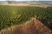 DeforestationDetection project thumbnail