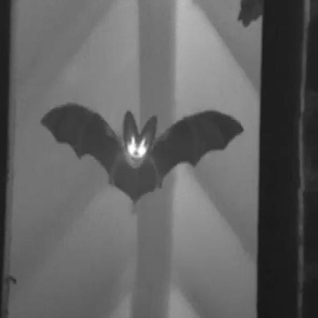 batdetection2 Object Detection Model by ThermalImagingBatDetection