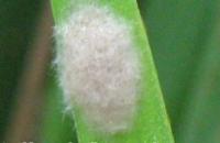 Rice Plant Pest Detection project thumbnail