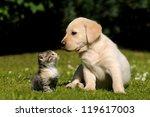 cat and dog project thumbnail