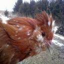 chicken detector 1.3 project thumbnail