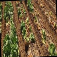 lettuce disease Classification Model by rovert-gallega