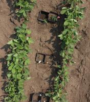 Potato leaf project thumbnail