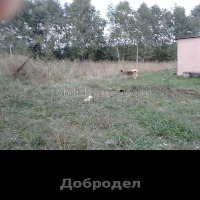 Dataset Image