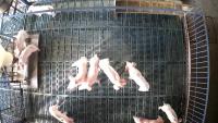 pig_lstm project thumbnail
