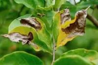 plant_disease project thumbnail
