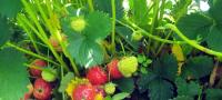 leaf vs strawberry project thumbnail