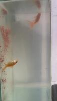 fish project thumbnail