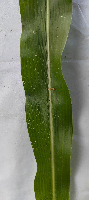 leaf disease project thumbnail