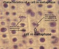 Mitosis project thumbnail
