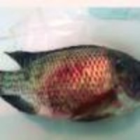 Tilapia skin disease detection project thumbnail