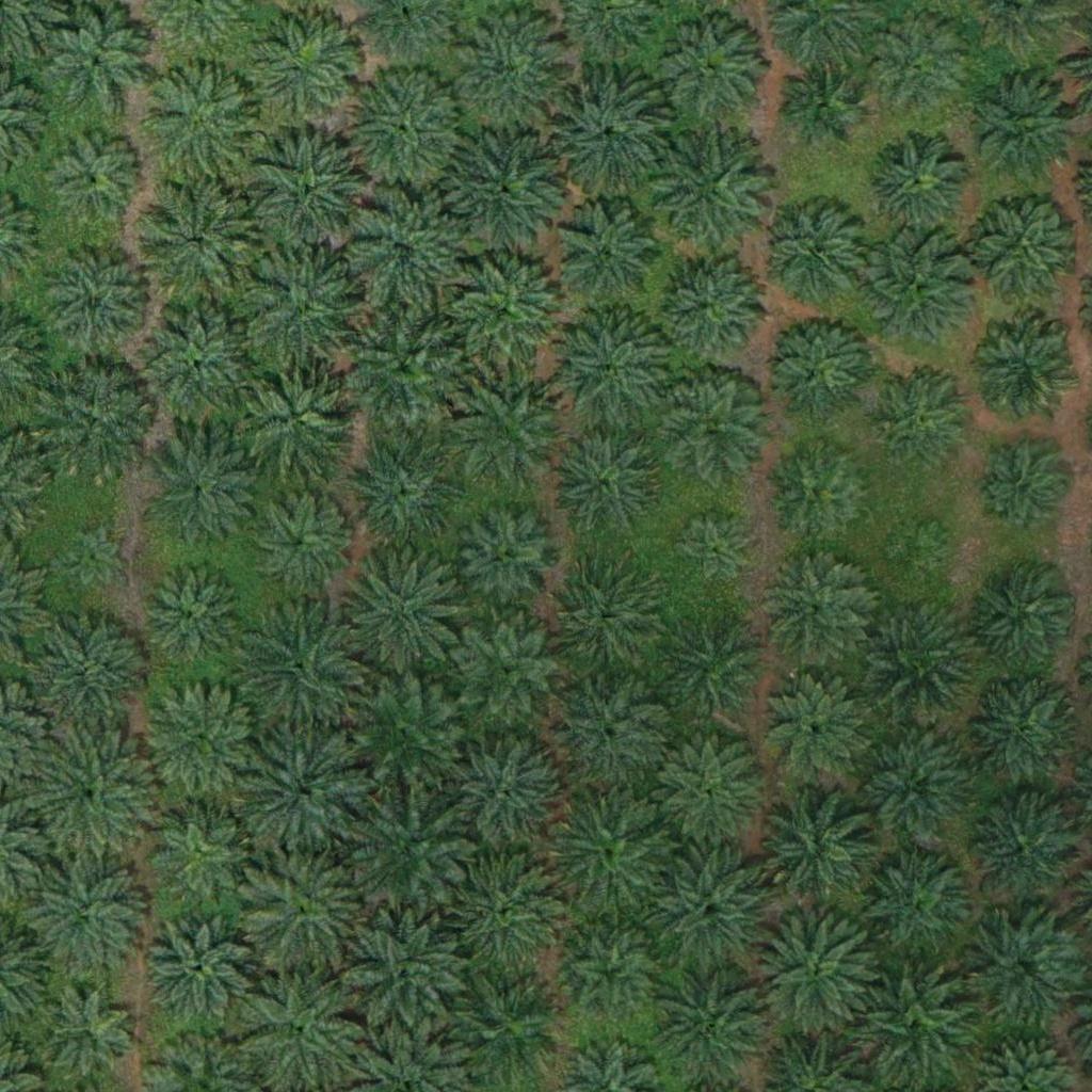 Oil Palm Tree Detection Object Detection Dataset by Project