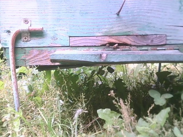 Bee tracker Object Detection Dataset And Pre Trained Model By Beehive