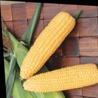 corn project thumbnail