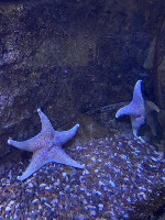 Aquarium Dataset project thumbnail